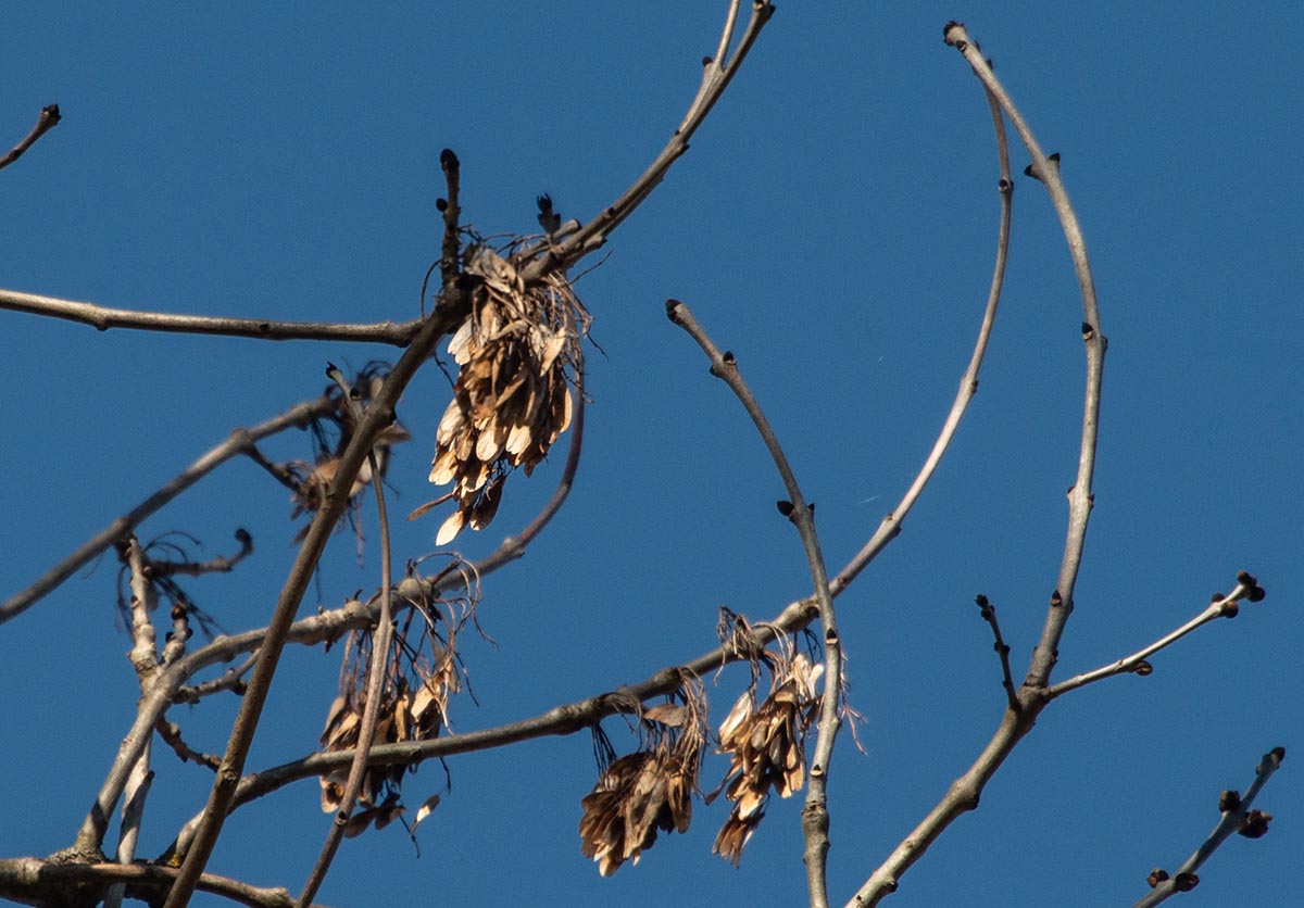 Früchte, Knospen